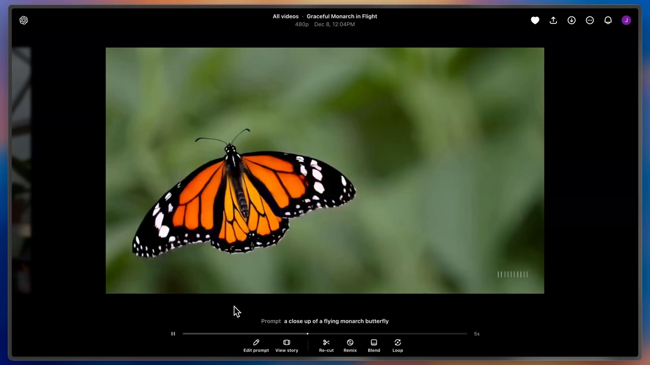 Monarch Butterfly Video